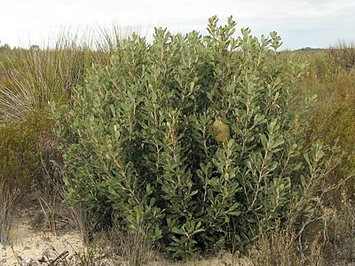 Banksia ornata, LJ 2068, Ngarkat CP, SE, 12 Jul 2013, by L. Jansen, 1plant1 LJ TT turnoff Ngarkat LJ2068 12-7-13 crop 1.33
